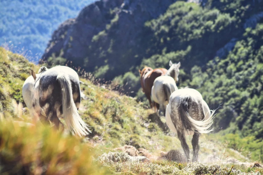 Cabras en la montaña