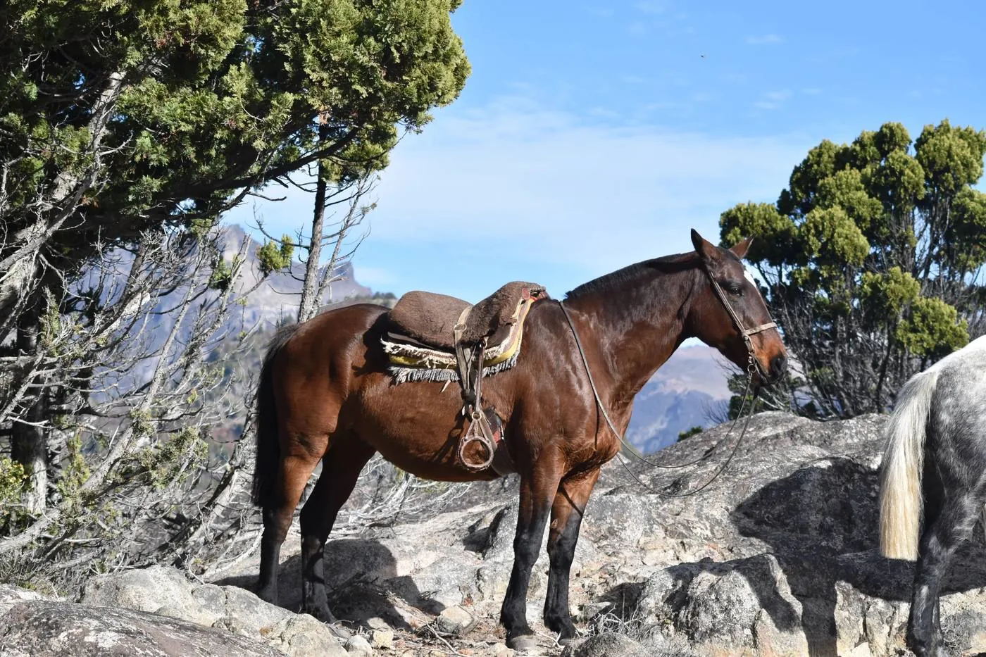 Caballo en la roca