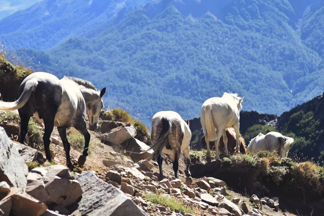 Caballos en la Patagonia
